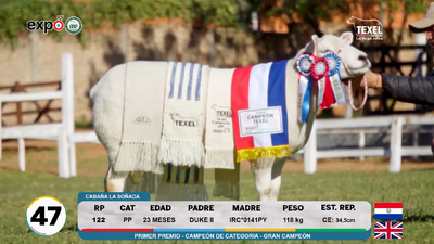 Lote LOTE 47