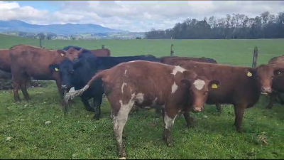 Lote 50 Vaquilla Engorda en Panguipulli, XIV Región Los Ríos