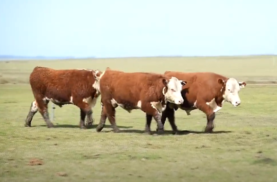Lote 3 Toros PPI 2 años