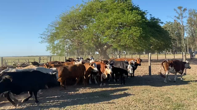 Lote 55 Vacas de invernar en Esquina, Corrientes