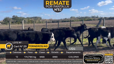 Lote 12 Terneros y Terneras en Carmelo, Colonia