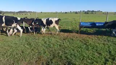 Lote 51 Terneros HOLANDO 150kg - , San José