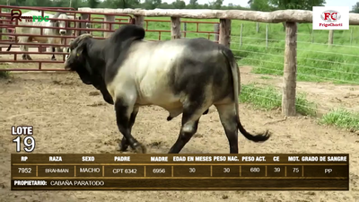 Lote Machos BRAHMAN en Pioneros del Chaco S.A.