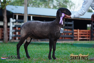 Lote Nacional Santa Inés Bozal - Lote 58