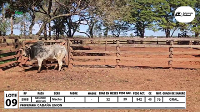 Lote Lote 9