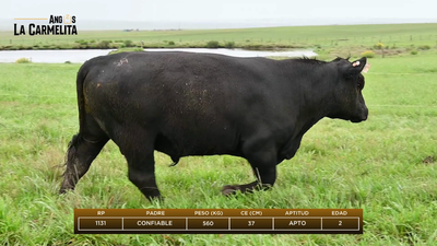 Lote Rp 1131 - Angus La Carmelita