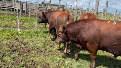 Lote 3 Toros