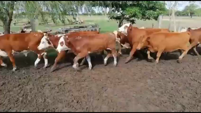 Lote 70 Terneros en Curuzú-Cuatiá, Corrientes