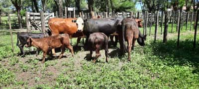 Lote 8 Vacas nuevas en Gral. Lamadrid, Buenos Aires