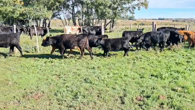 Lote TERNEROS/AS