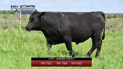 Lote LOTE 7 - ABERDEEN ANGUS PI