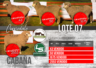 Lote LOTE 07