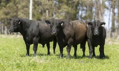 Lote Lote 9 - toros PI 2 Años