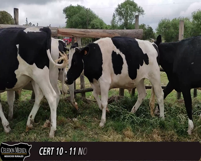Lote (Vendido)11 Novillos HO 484kg -  en - PASO DEL BOTE