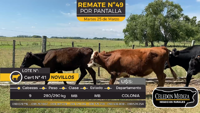 Lote 9 Novillos en Tarariras, Colonia