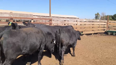 Lote 20 Vaquilla Gorda en Los Ángeles, VIII Región Biobío