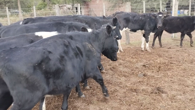 Lote 15 Vaquillonas Brangus Negro y Holando Argentino en La Paquita, Córdoba
