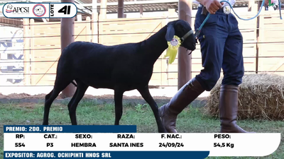 Lote LOTE 41