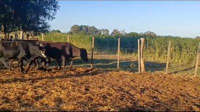 Lote (Vendido)8 Terneros CRUZAS 160kg -  en PIEDRA CHATA