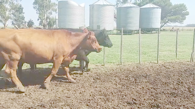 Lote 13 Vacas CUT preñadas en Coronel Suarez, Buenos Aires