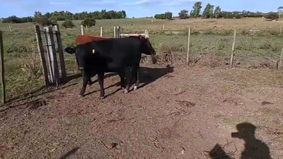 Lote 2 Vaquillonas 1 a 2 años CRUZA 350kg - , San José