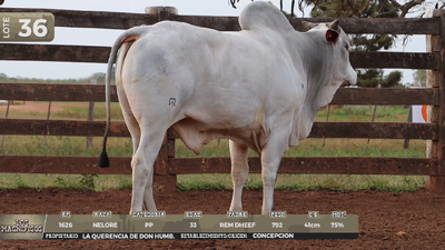 Lote LOTE 36 -EN VIVO
