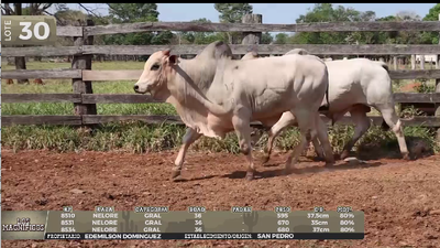 Lote LOTE 30
