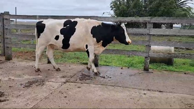 Lote (Vendido)Vacas preñadas HO 500kg -  en ITACUMBU