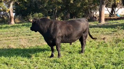 Lote TORO
