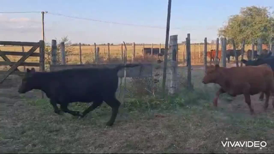 Lote 20 Terneras
