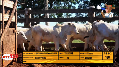 Lote LOTE 126