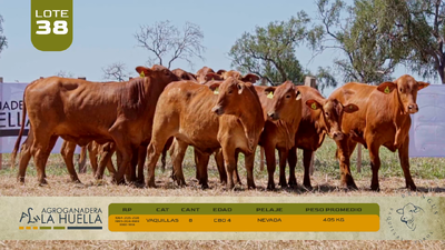 Lote LOTE 38