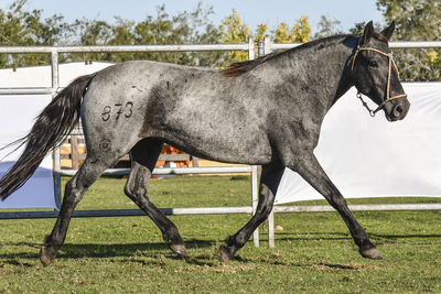 Lote NARANJA