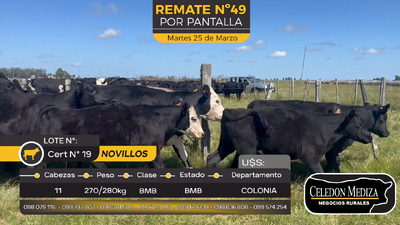 Lote 11 Novillos en Otra Localidad, Colonia