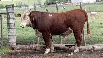Lote TORO PO