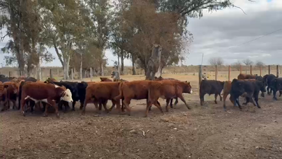 Lote 70 Terneros/as en Buenos Aires