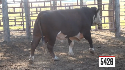 Lote Hereford