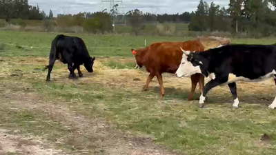 Lote 18 Vaquillonas  Hereford y Angus en Paso Pache