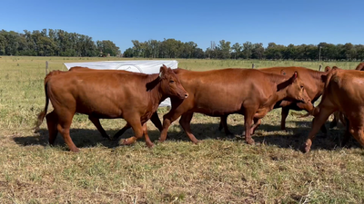 Lote 10 Vaquillonas C/ gtia de preñez en Lincoln