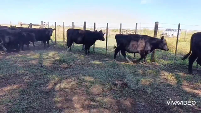 Lote 20 Vaquillonas