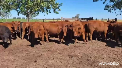 Lote 50 Terneros