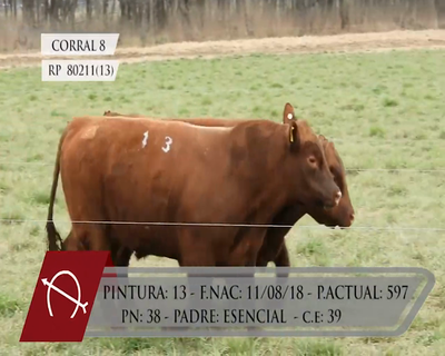 Lote TOROS ANGUS PURO CONTROLADO "LA BARRANCOSA"