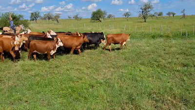 Lote 100 Novillitos