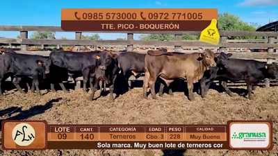 Lote 140 Terneros CBO 3 Híbridos (tipo Brangus). Negros. 228kg - , Boquerón