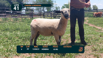 Lote LOTE 41