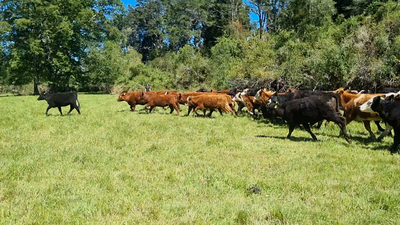 Lote 120 Ternera en Toltén, IX Región Araucanía