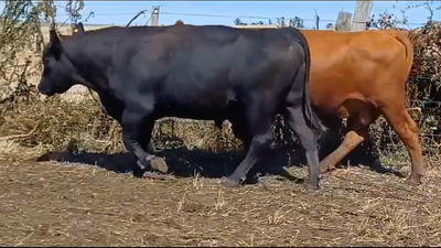 Lote (Vendido)2 Toros RA  -  AA 600kg -  en Cardona