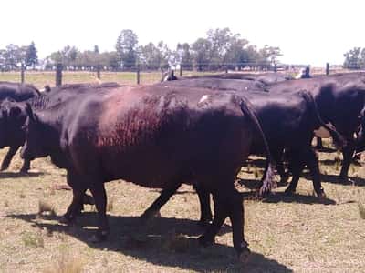 Lote 38 Vacas en Olavarría, Buenos Aires