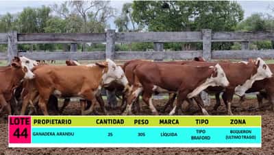 Lote LOTE 44 - 25 VAQUILLAS CBO 1