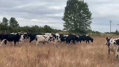  30 Novillo Engorda en Osorno, X Región Los Lagos